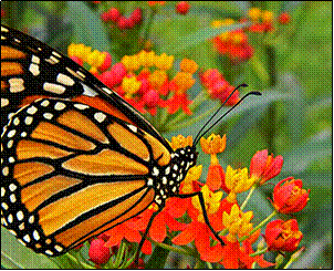 (Photo courtesy Waldo County Soil & Water Conservation District)