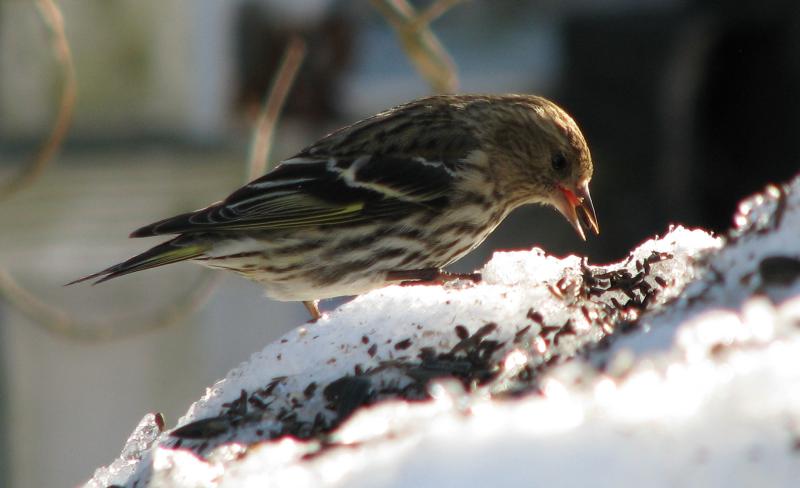 Pine siskins, with their sharply pointed bills and yellow-flash in the wings and tail, are being seen at a number of feeders in the area, sometimes in the dozens. Courtesy of Jeff Wells #bird-column, #Jeff and Allison Wells, #Boothbay Register, #birds, #winter finch, #maine, #pine siskin