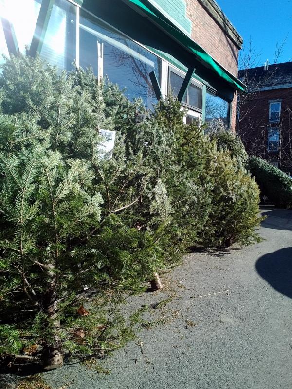 trees.jpg