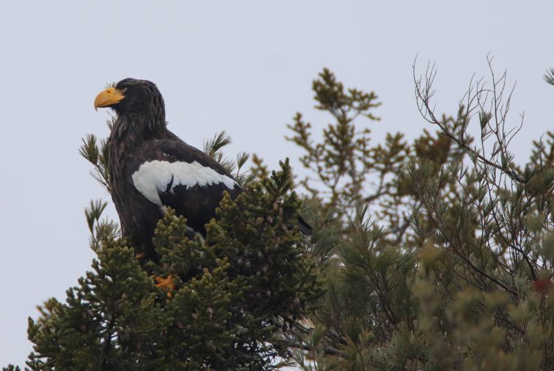 The famed Steller's sea-eagle has returned to Maine as of early February. The bird has been remaining quite distant from observers so there are few good photos from this year’s visit. This photo was taken when the bird was at Five Islands last winter. Courtesy of Zachary Holderby. #bird-column, #steller’s sea-eagle, #boothbay register, #Jeff and Allison Wells, #Maine, #birds