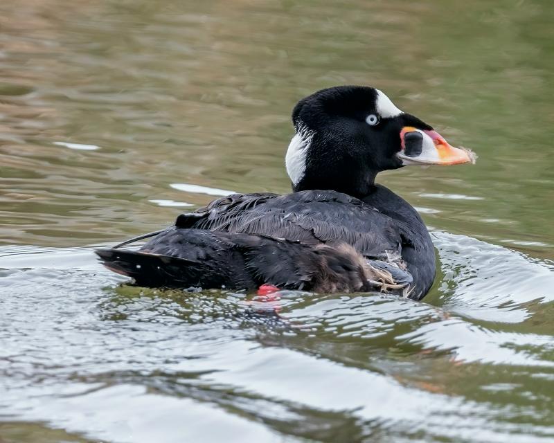 Surf scoters are one of the hardy sea ducks that spend winters along the Maine coast. Photo by Susan T. Cook courtesy of Wikimedia Commons. Surf scoters are one of the hardy sea ducks that spend winters along the Maine coast. Photo by Susan T. Cook courtesy of Wikimedia Commons.
