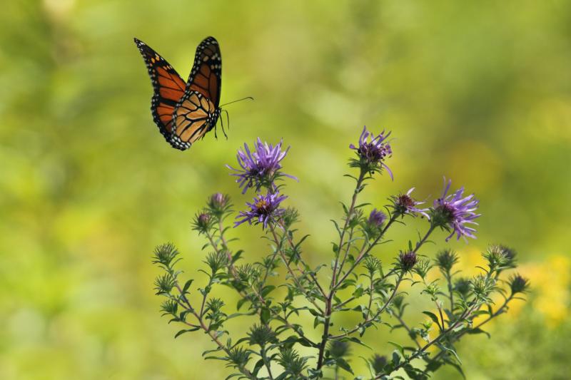 A native monarch butterfly feeds on a New England aster (New England aster). Photo credit Gary Bendig via Unsplash. (Photo provided by Wild Ones Midcoast Maine)