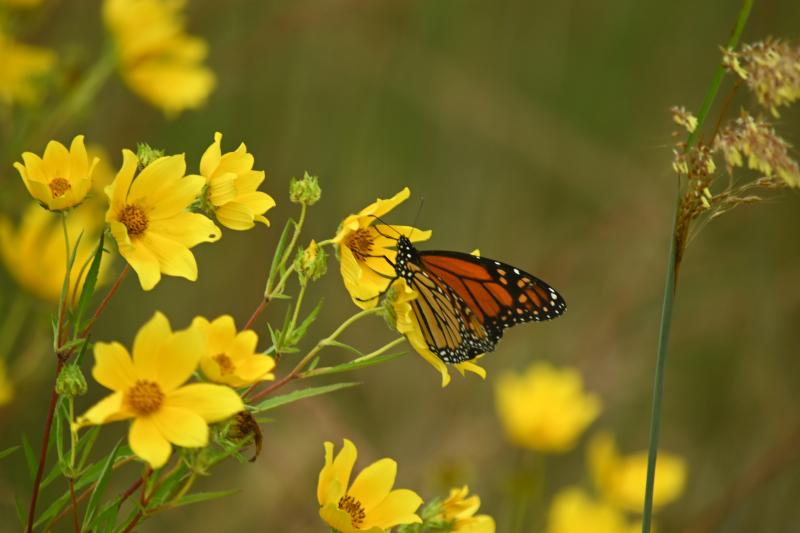 Endangered monarch butterflies rely on nectar from native sunflowers such as Maine natives thin-leaved sunflower (Helianthus decapetalus), woodland sunflower (Helianthus divaricatus), and pale-leaved sunflower (Helianthus strumosus). Photo credit J. Dean via Unsplash. (Photo provided by Wild Ones Midcoast Maine)