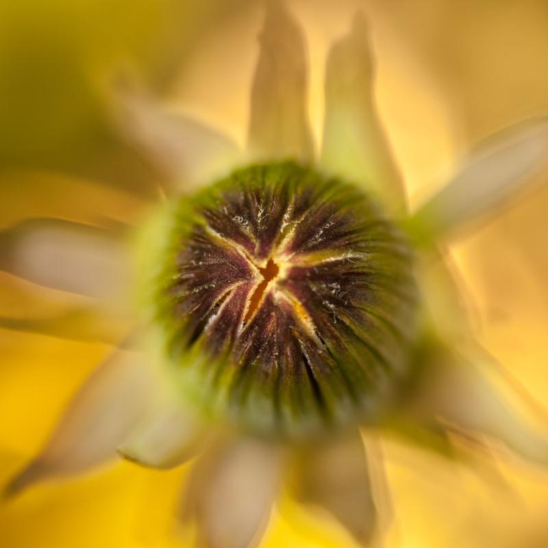 “Waiting For Release” – one of Lisa Mossel’s five photographs in the new show. Courtesy of the artist Lisa Mossel