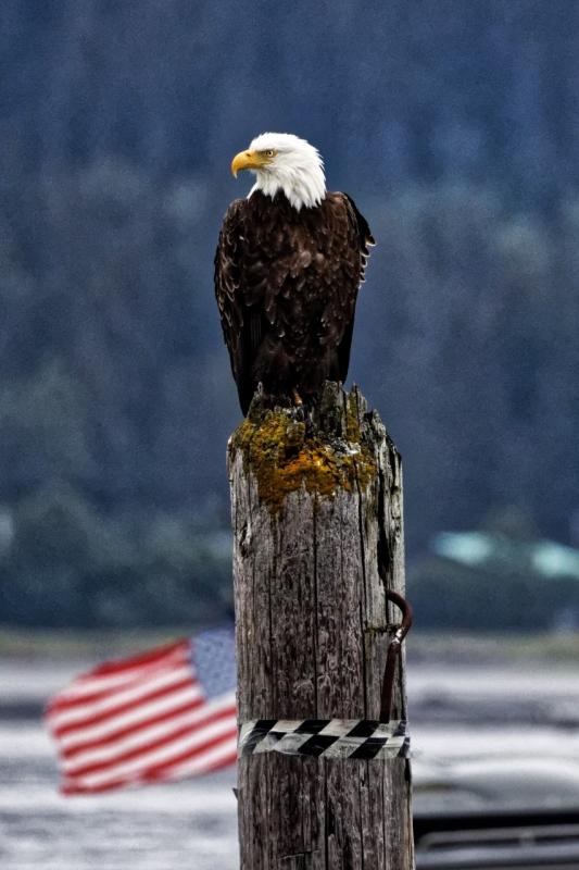 A most patriotic capture, just one of the five images by Michael Giglia. Courtesy of the artist Michael Giglia