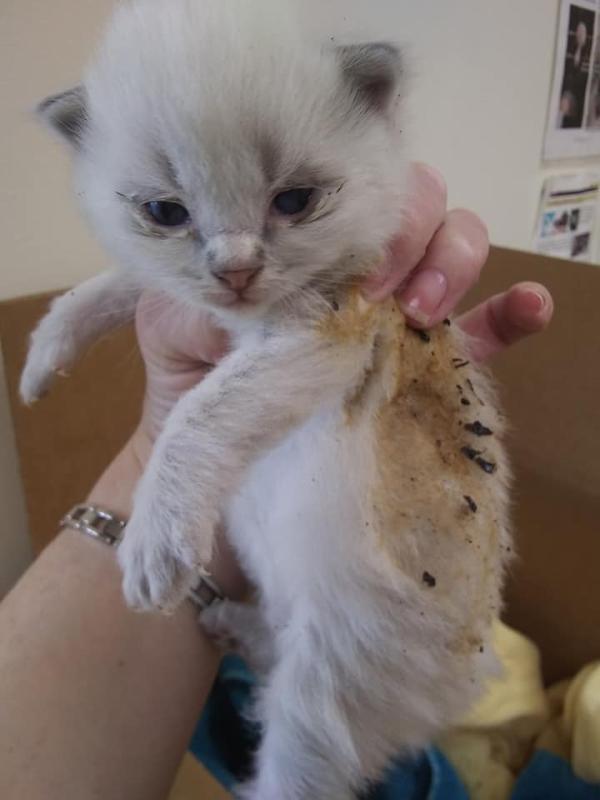 Marie was in the same fire. (Photo courtesy Pope Memorial Humane Society)