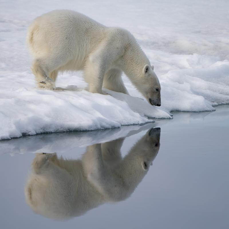 Mike Cullivan’s “Polar Bear Reflection” is among his images in the first Maine Photographers Showcase, April 1-May 5 at BRAF. Courtesy of the artist Mike Cullivan