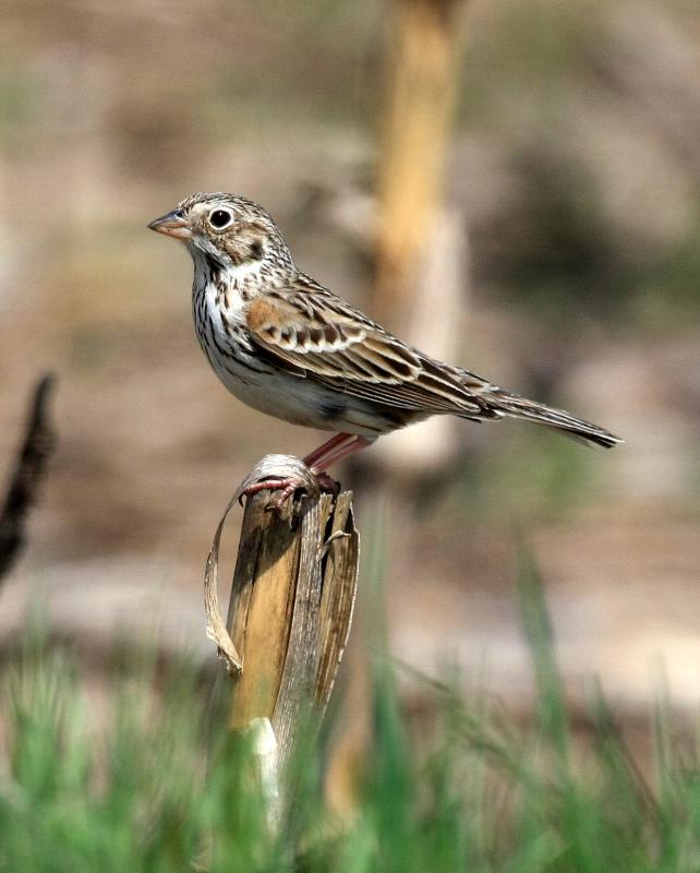 The vesper sparrow is one of the specialists of the increasingly rare blueberry barren habitats here in Maine like those on Clarry Hill, which the Midcoast Conservancy is trying to raise funds to protect. Photo by Tim of Ithaca courtesy of Wikimedia Commons. #bird-column, #Clarry Hill, #Midcoast Conservancy, #birds, #maine, #jeff and allison wells
