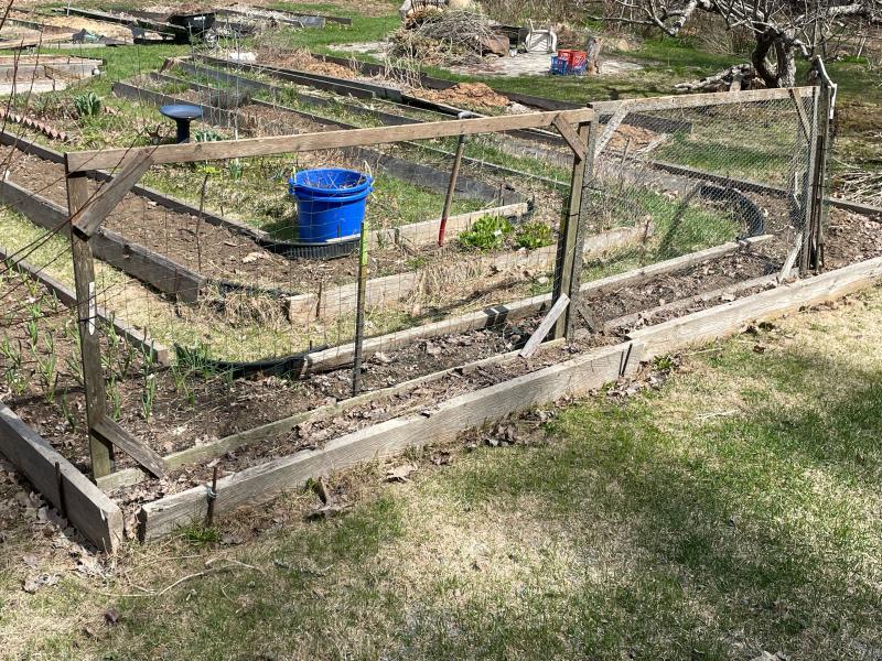 Diane O’Brien’s pea fence, 2023. (Photo by Ed O’Brien) Peas