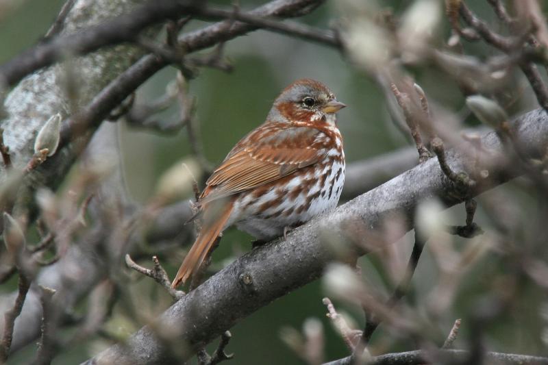 Fox sparrows migrate through Maine in early spring before trees and bushes have flowered and leafed out, providing a splash of brighter color that portends the burst of colorful birds and flowers soon to arrive. Photo by Dominic Sherony, courtesy of Wikimedia Commons. #bird-column, #birds, #jeff and allison Wells, #boothbay register, #maine, #fox sparrows, #maine