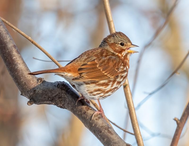 The fox sparrow is one of the largest North American sparrows. It has a distinctive bright rusty-red plumage and sings a rich series of whistled notes that we've heard one well known birder describe as reminiscent of the sounds of R2D2 in Star Wars. Photo by Rhododendrites, courtesy of Wikiemedia Commons. #bird-column, #birds, #jeff and allison Wells, #boothbay register, #maine, #fox sparrows, #maine