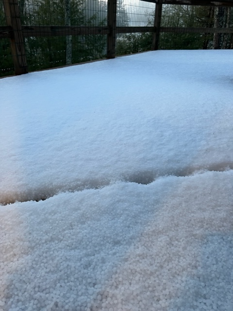 A large accumulation of hailstones fell in Camden, Thursday, April 27 near the south end of Megunticook Lake. (Photo by Walter Curchack)