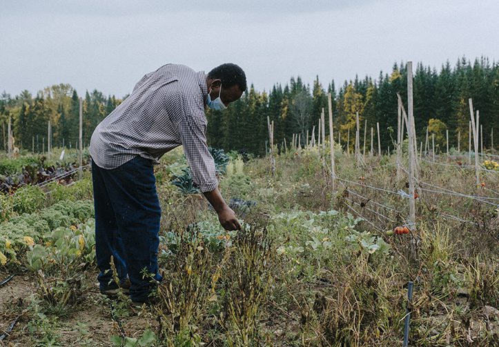 Muhidin Libah, executive director of the Somali Bantu Community Association, examines some of his crops, in 2020. About 200 new Mainers grow vegetables on the 35-acre piece of farmland as part of the nonprofit's effort to increase access to healthy food and provide economic opportunity to immigrants. Photo by Bailey Beltramo.