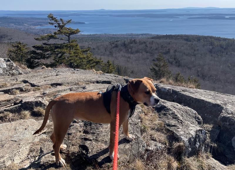 Belladonna Anise O’Brien atop Bald Rock. (Photo by Ed O’Brien)