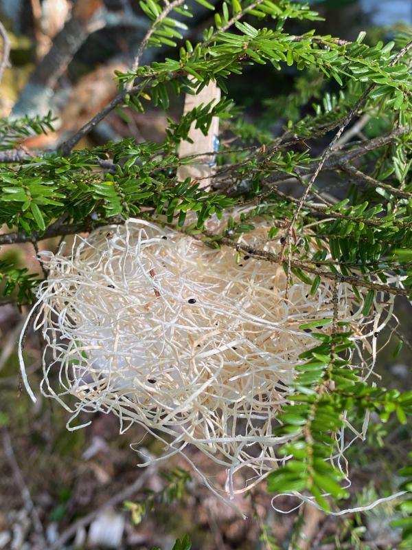 A “biocontrol beetle nest” made up of wood shavings and a moist sponge is clipped to an infested hemlock tree. The small black beetles, visible in this photo, will spread out onto the tree to feed on hemlock woolly adelgid. (Photo courtesy Coastal Rivers Conservation Trust)