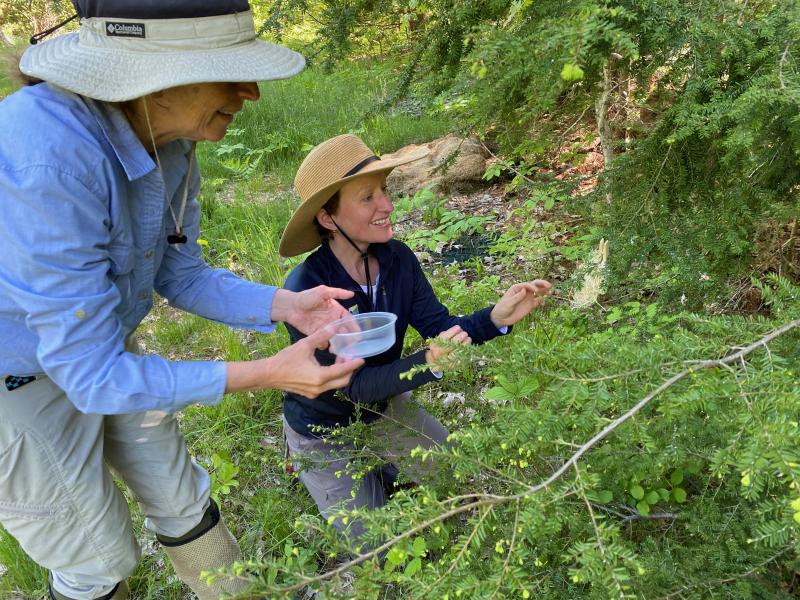 Joan Ray and Hannah McGee from Coastal Rivers Conservation Trust attach a beetle nest to an infected hemlock tree at the Half Moon Pond Conservation Area in Bristol. (Photo courtesy Coastal Rivers Conservation Trust)