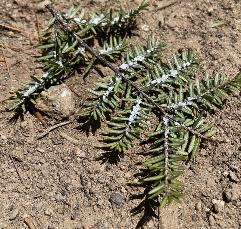 A hemlock bough infested with hemlock woolly adelgid. (Photo courtesy Coastal Rivers Conservation Trust)