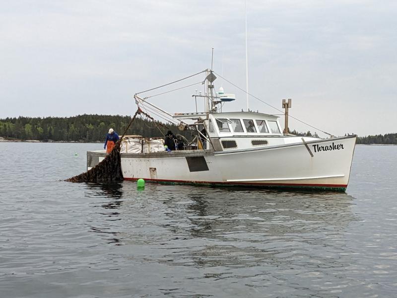 Thrasher pulls lines of kelp. CANDI JONETH/Boothbay Register