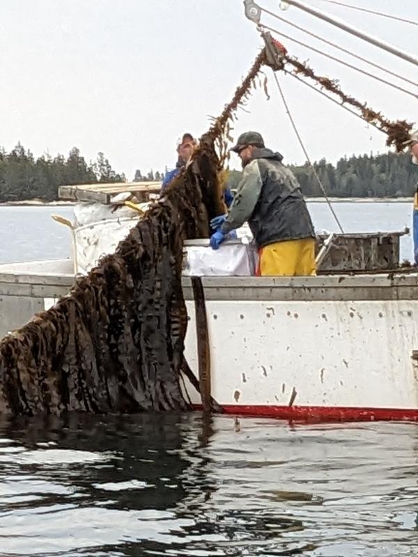 Thrasher pulls lines of kelp. CANDI JONETH/Boothbay Register