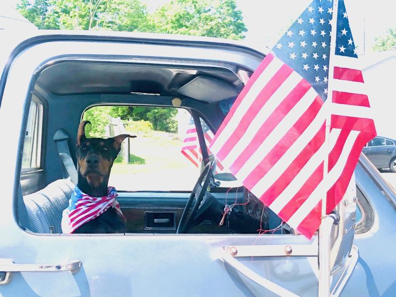 This 6-month-old Doberman rode shotgun with her owner, Courtney Mank, of Hope.