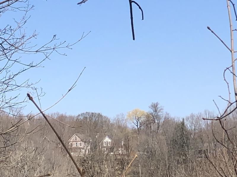 This willow, which gleamed like a beacon from across the valley, was a sure sign of spring—and that migratory birds would soon be arriving. Courtesy of Jeff Wells #bird-column, #Jeff and Allison Wells, #birds, #maine, #boothbay register, #trees, #eagles