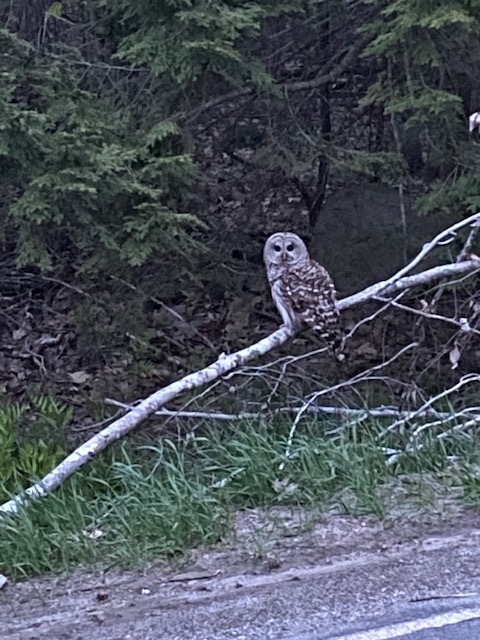 It’s no bear, but our illustrious Town Administrator David Kinney sent me this beautiful owl he photographed… keep emailing me critter pictures! (Photo by David Kinney)