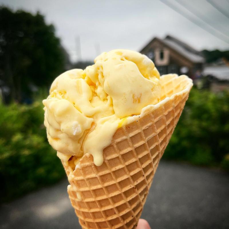 Mango and jasmine sticky rice ice cream. Photo courtesy Wild Cow Creamery in Belfast
