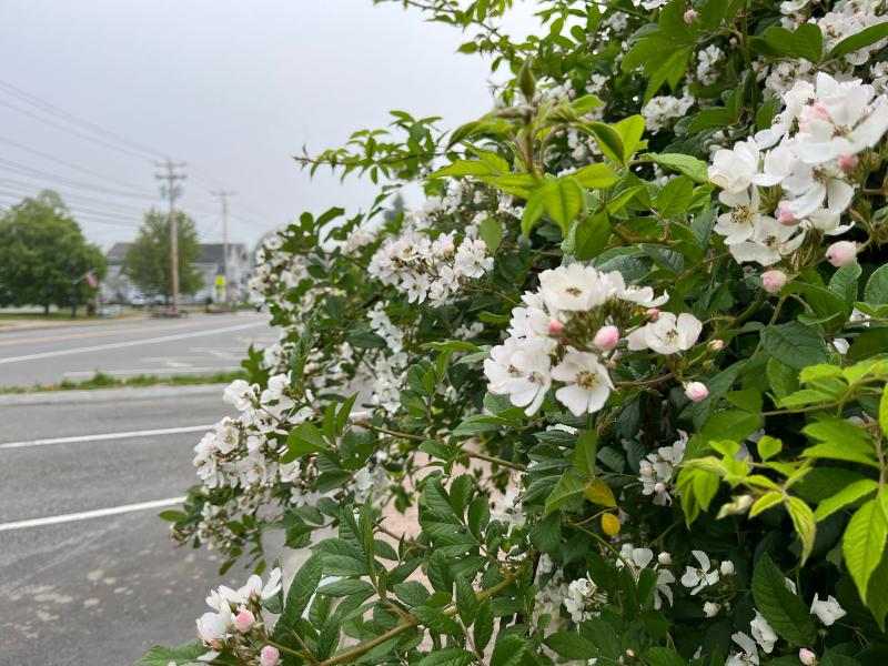 The beach roses are in ful bloom, (Photo by Diane O’Brien)