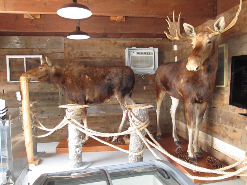 A moose museum within the ice cream shop. Photo by Kay Stephens