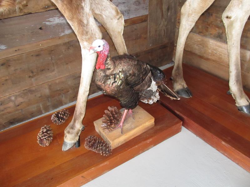 And their friend, a turkey. Photo by Kay Stephens