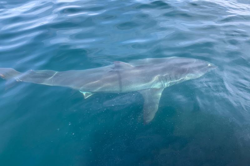 Bigelow Laboratory and University of Maine doctoral student, Kyle Oliveira, is sampling water off of Cape Cod to find traces of environmental DNA shed from white sharks as part of a project to improve our methods for tracking white shark movements now and in the future. Photo by Kyle Oliveira, Bigelow Laboratory