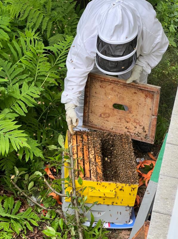 Beekeepers Benefit From The Hive Mind In Community Apiaries : The