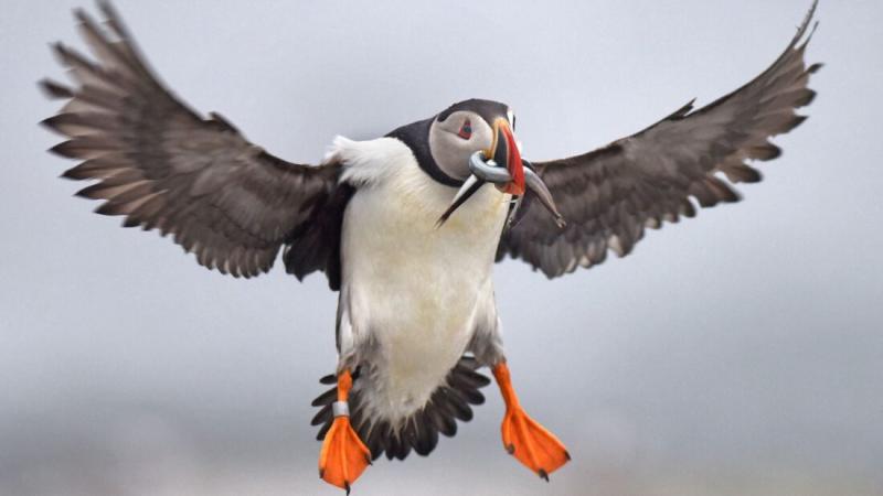 The 4 Best Ways to See Puffins in Maine - Birds and Blooms