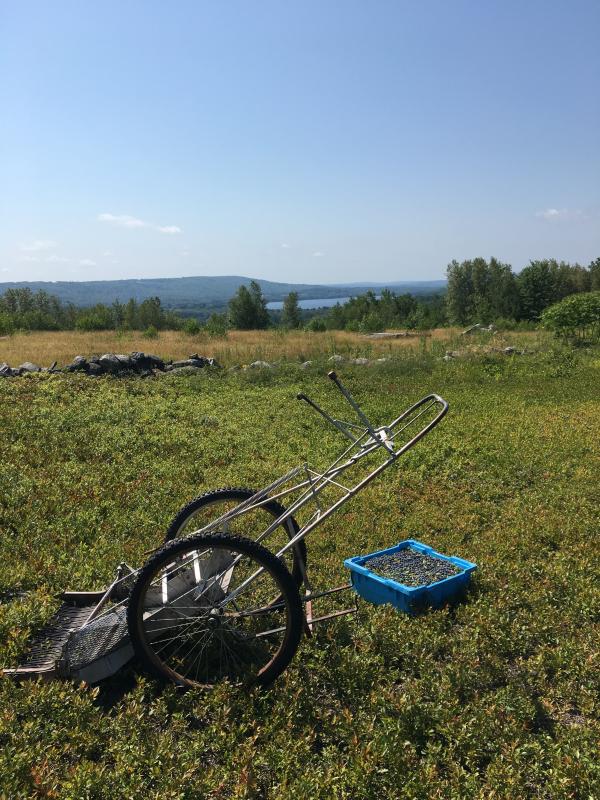 Blueberry Hannah uses a stand up rake these days, but at least it isn’t motorized! (Photo by Hannah Burke)