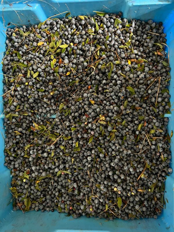 A box of berries straight from the field (Photo by Tracee O’Brien)