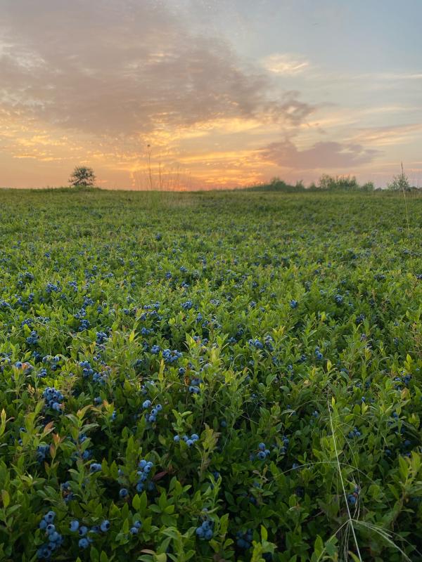 Ready for harvest. (Photo by Hannah Burke)