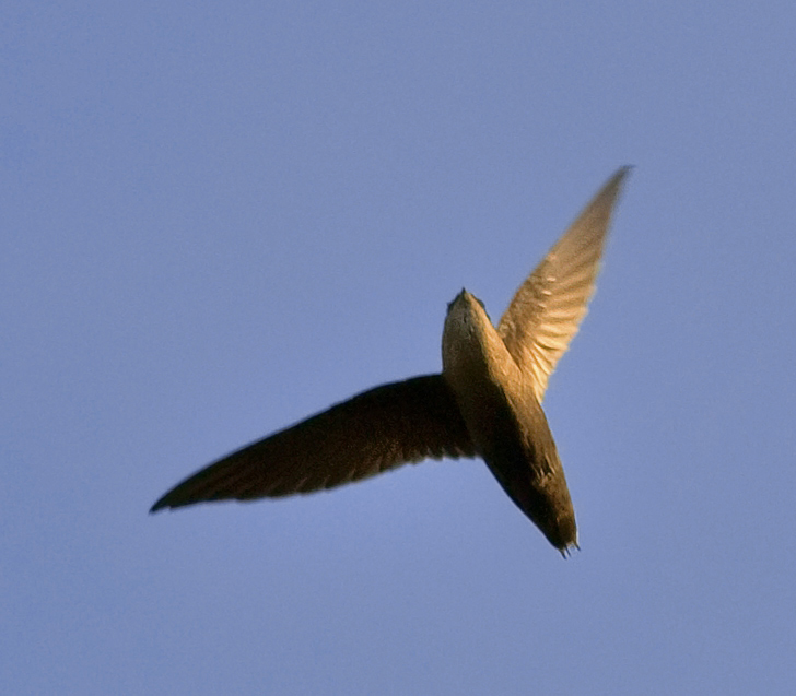 Chimney swifts are such fast-flying birds, chittering birds that have long-departed Maine for warmer winter climates. Photo by Jim McCulloch, courtesy of Wikimedia Commons.
#bird-column, #Jeff and Allison Wells, #birds, #boothbay register, #maine, #wiscasset newspaper, #chimney swift