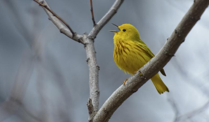 Yellow warblers are one of the most widespread warblers in North America and are a familiar backyard and local bird of many bird enthusiasts in Maine. By now, most have flown south. Photo by Mykola Swarnyk, courtesy of Wikimedia Commons. #bird-column, #Jeff and Allison Wells, #birds, #boothbay register, #maine, #wiscasset newspaper, #yellow warbler