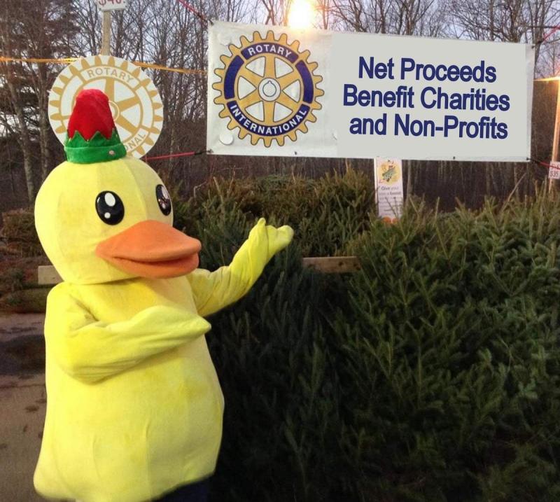 Christmas trees are greener than ever this year at West Bay Rotary’s annual fundraiser in the Maine Sport parking lot in Rockport.