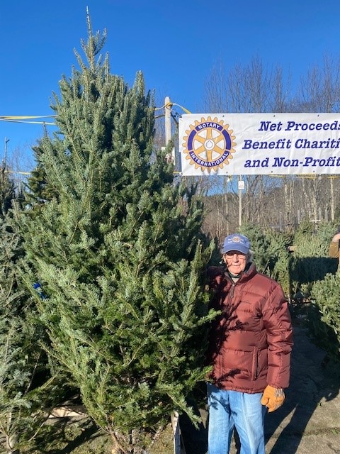 Tall ones, short ones, fat ones, skinny ones–take your pick this year at West Bay Rotary’s annual Christmas tree fundraiser in the Maine Sport parking lot in Rockport.