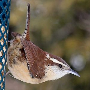 Caroline wrens are now common in Maine with the onset of climate change. The authors saw three during the recent Christmas Bird Count excursion. Courtesy of David Small #bird-column, #Jeff and Allison Wells, #boothbay-register, #birds, #christmas bird count, #murmuration, #carolina wren