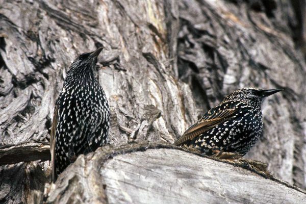 European starlings often fly in a formation known as a “murmuration,” which the authors were finally lucky enough to witness recently. (USFWS) #bird-column, #Jeff and Allison Wells, #boothbay-register, #birds, #christmas bird count, #murmuration, #european starling