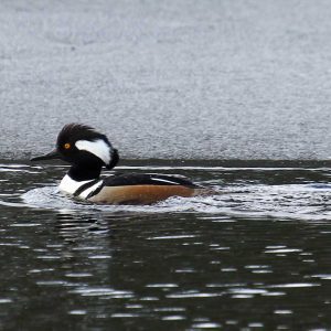 Hooded Mergansers were spotted bobbing about in Cobbosseecontee Stream in Gardiner during the count. Courtesy of David Small #bird-column, #Jeff and Allison Wells, #boothbay-register, #birds, #christmas bird count, #murmuration, #hooded merganser