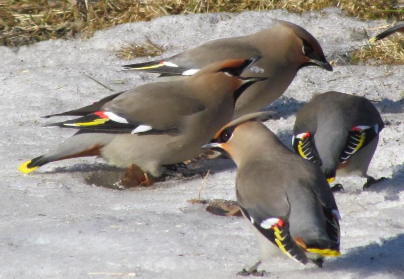 Bohemian waxwings are famous for their wandering ways - in some winters, they can reach Maine in larged numbers. They nest across the Seal RIver Watershed of northern Manitoba. Courtesy of Jeff Wells #bird-column, #jeff and allison wells, #birds, #boothbay register, #maine, #seal river watershed, #bohemian waxwing