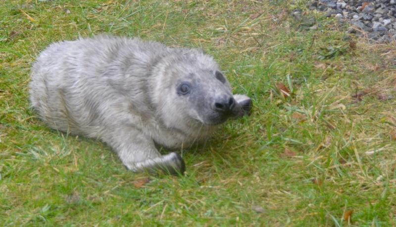 On Jan. 10, a seal pup was riding out the storm at a home in Rockport Village. The next day, he would be transported to Brunswick, to be rehabilitated under the care of Marine Mammals of Maine, before being released back to the sea. (Photo by Lynda Clancy)