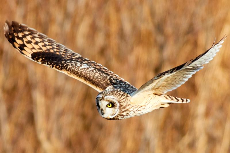 Short-eared owls migrate south to Maine from Canada, a few occasionally spending the winter and hunting at dusk in open grasslands, blueberry barrens, and marshes. Photo Jongsun Lee courtesy of Wikimedia Commons. #bird-column, #boothbay register, #jeff and allison wells, #short-eared owl, #birds, #maine