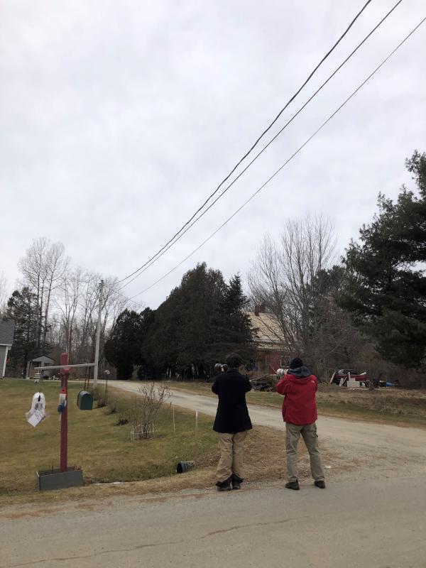 “An average yard in rural Maine - who would have guessed such a rare bird would show up here?” Courtesy of Allison Wells
