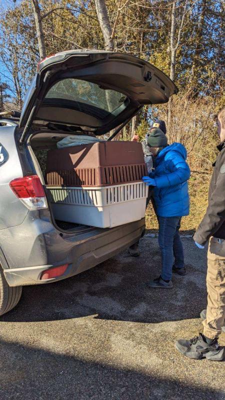 The seal pup was loaded into the back of a car and transported to Brunswick.