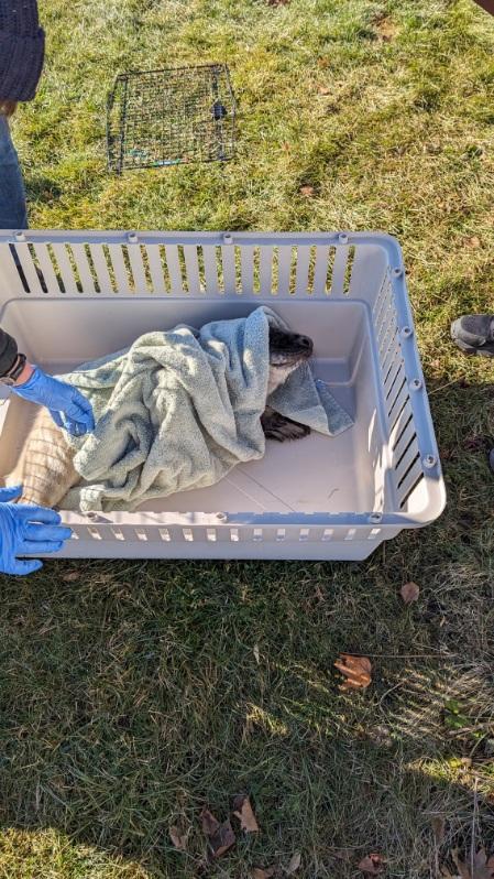 “Allied Whale were the ones who did the transport and coached me through the panic of having a baby seal on the step,” said the Rockport woman. “Marine Mammals of Maine (based in Bath and Brunswick) is where he's going for rehab. Both are nonprofits in need of donations.”