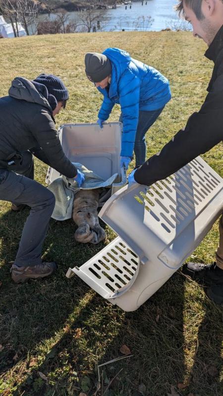 The seal pup, placed carefully in a transport crate.